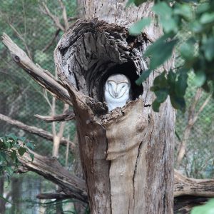 Healesville-Owl